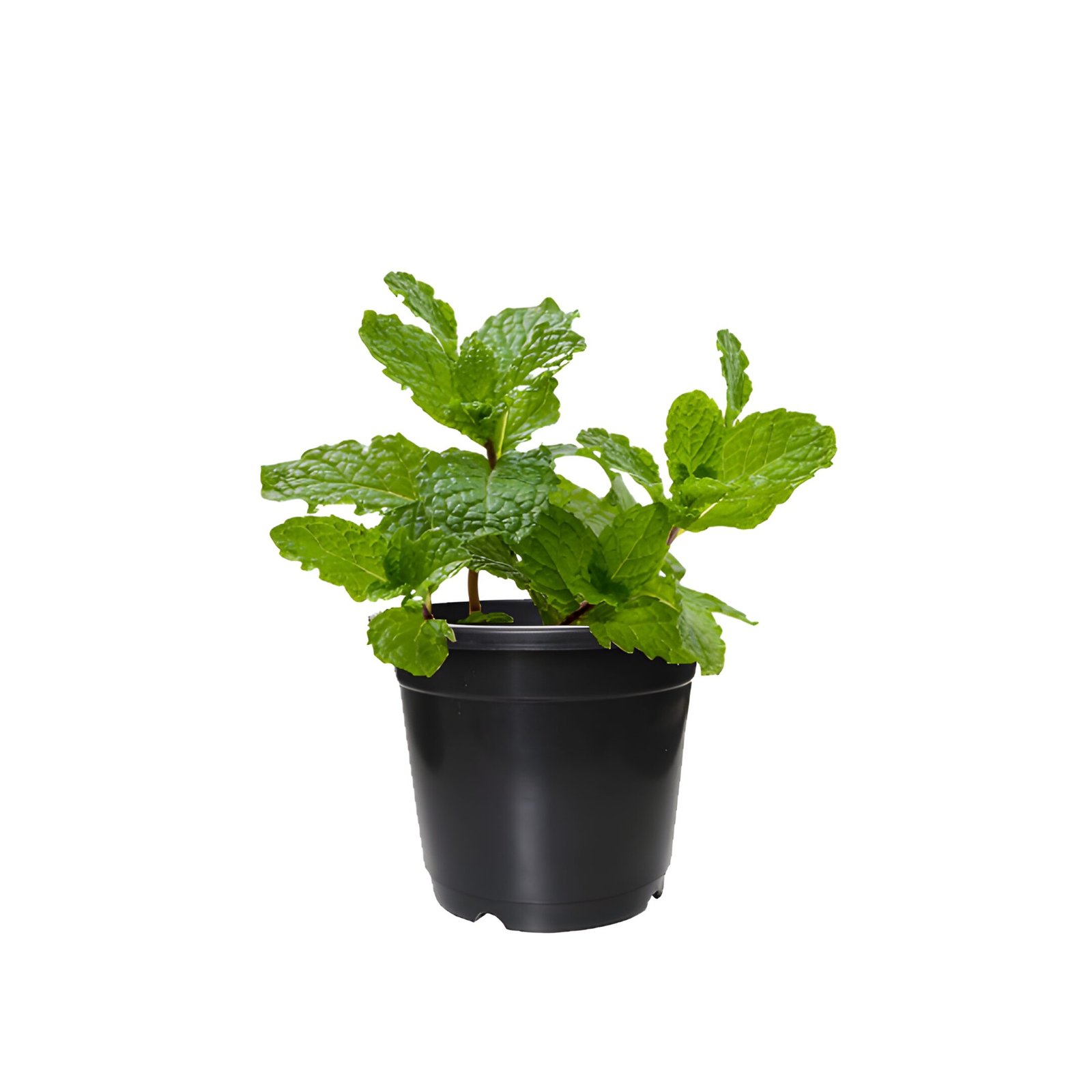 Mint Plant Black Pot