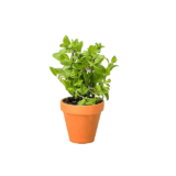 mint plant