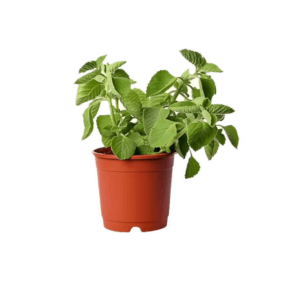 Mini pudhina plant