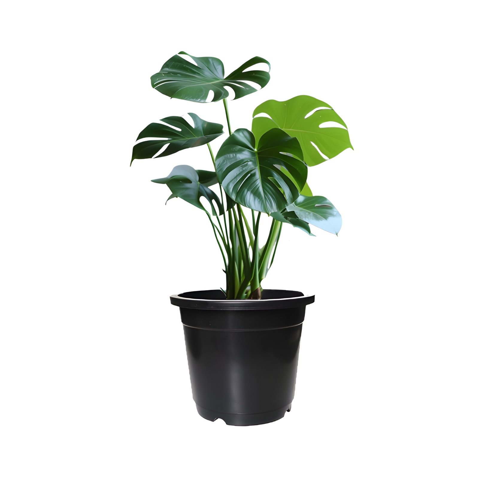 Monstera Deliciosa Black Pot plant