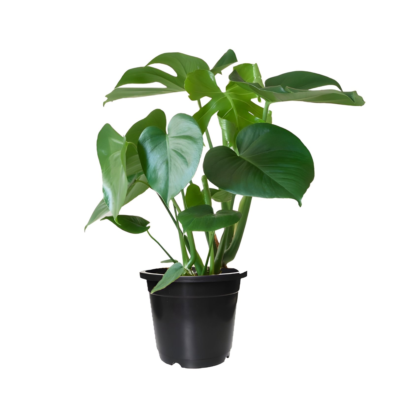 Monstera Deliciosa Plant Pot