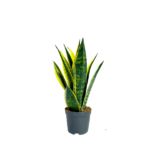 snake plant sansevieria