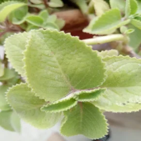 ajwain plant