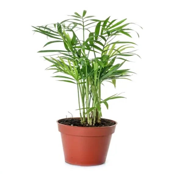 bamboo plant