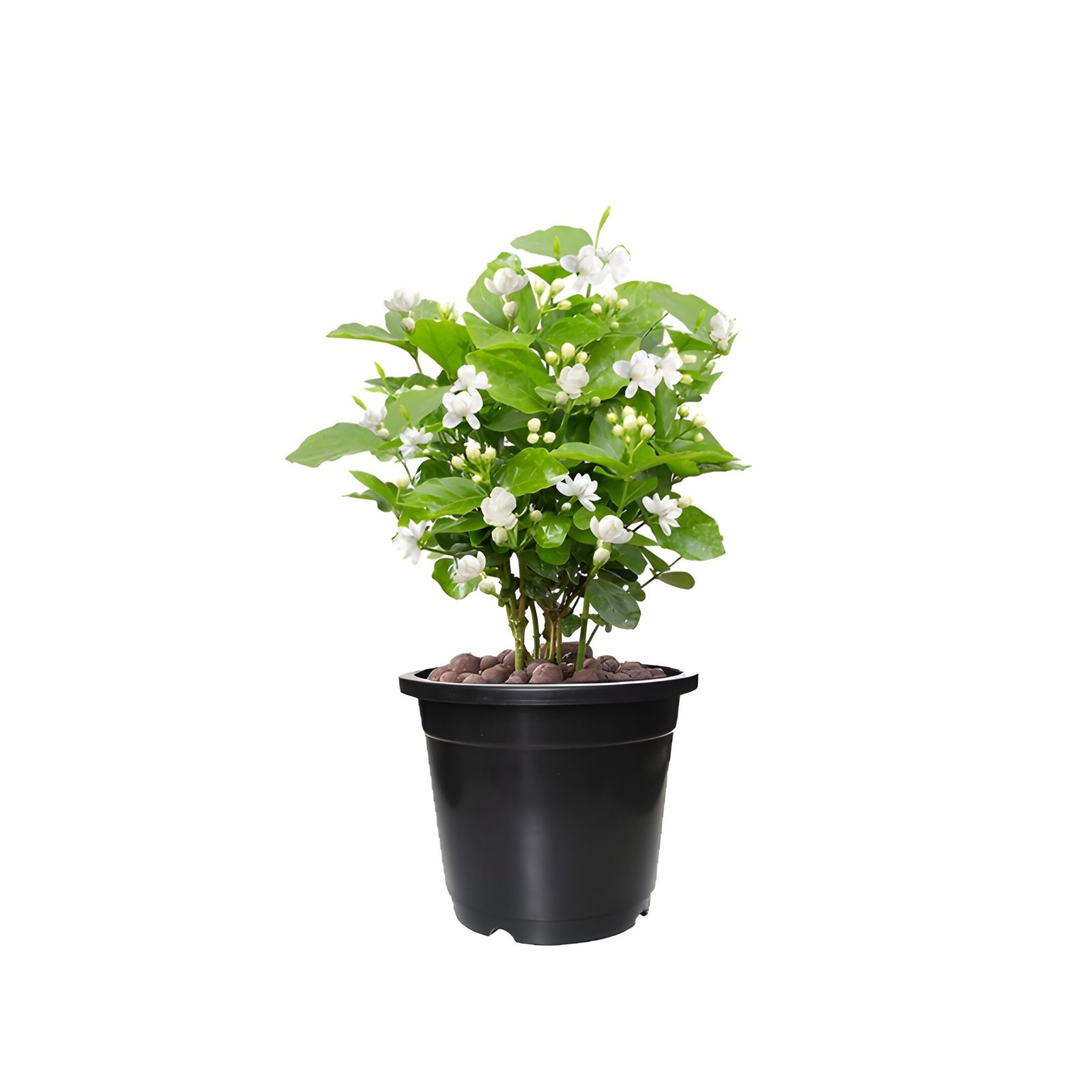 chameli plant black pot