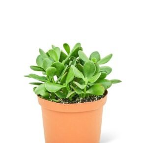 jade succulent plant Crassula ovata