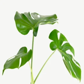 monstera delicosa plant leaf