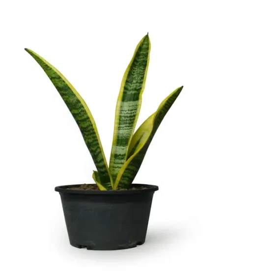 Snake plant pot