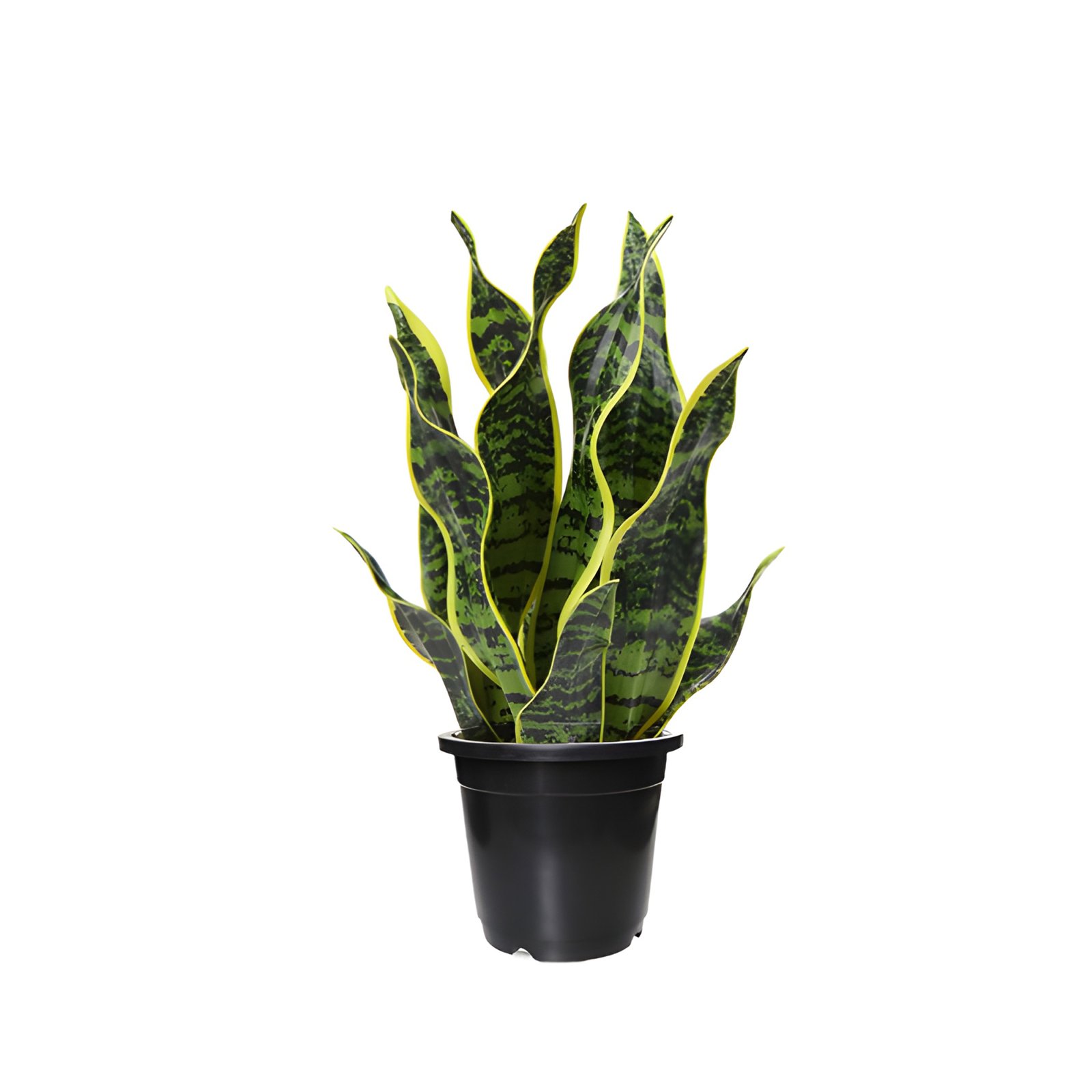 snake plant sansevieria