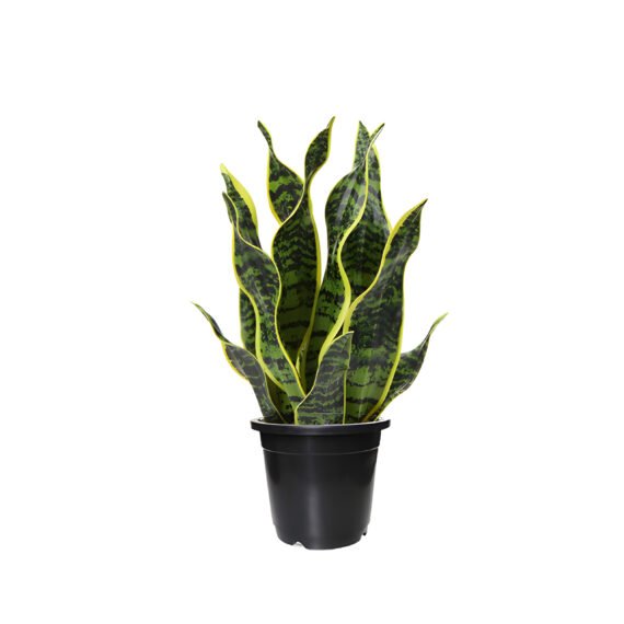 snake plant sansevieria