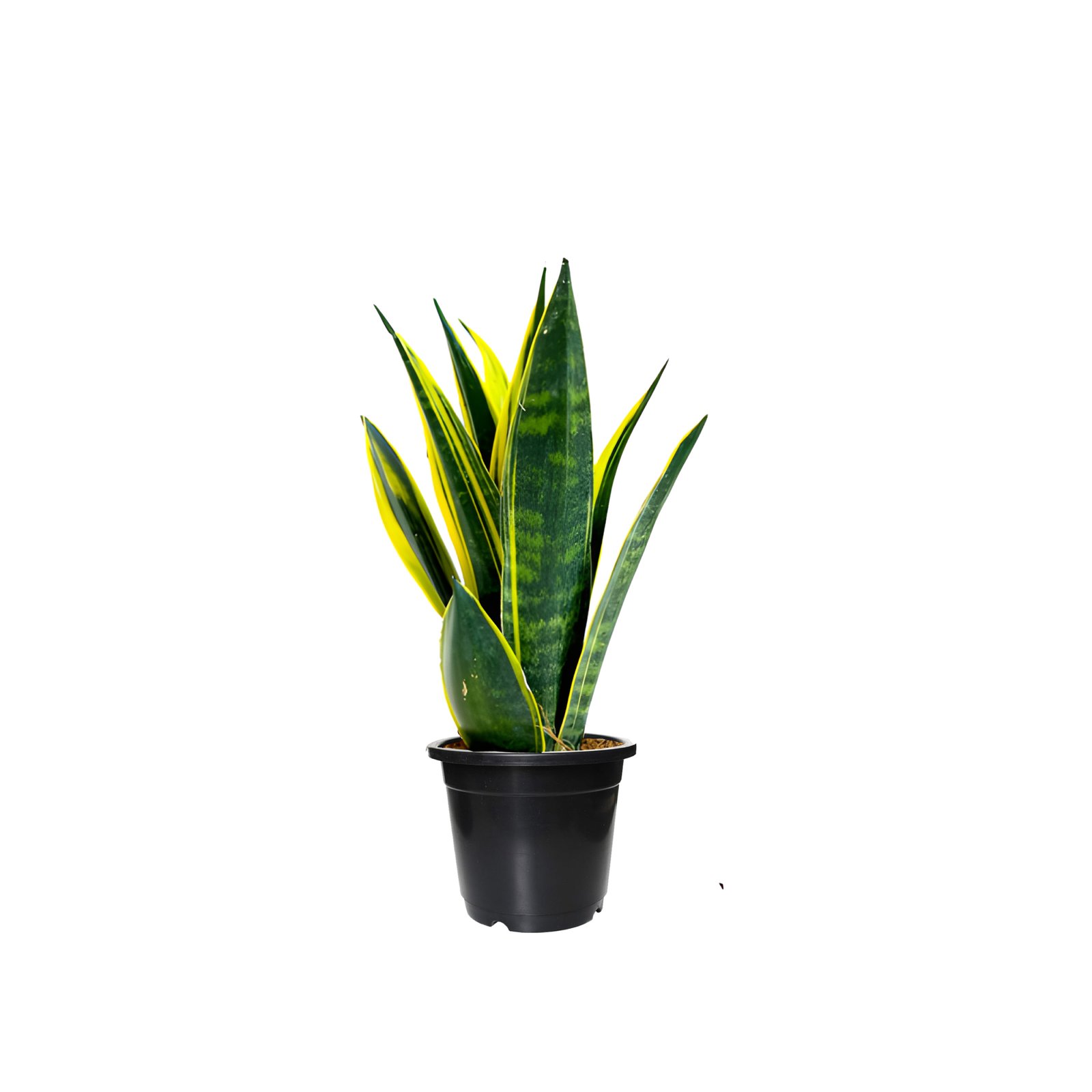 snake plant sansevieria