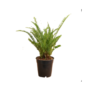 boston fern plant