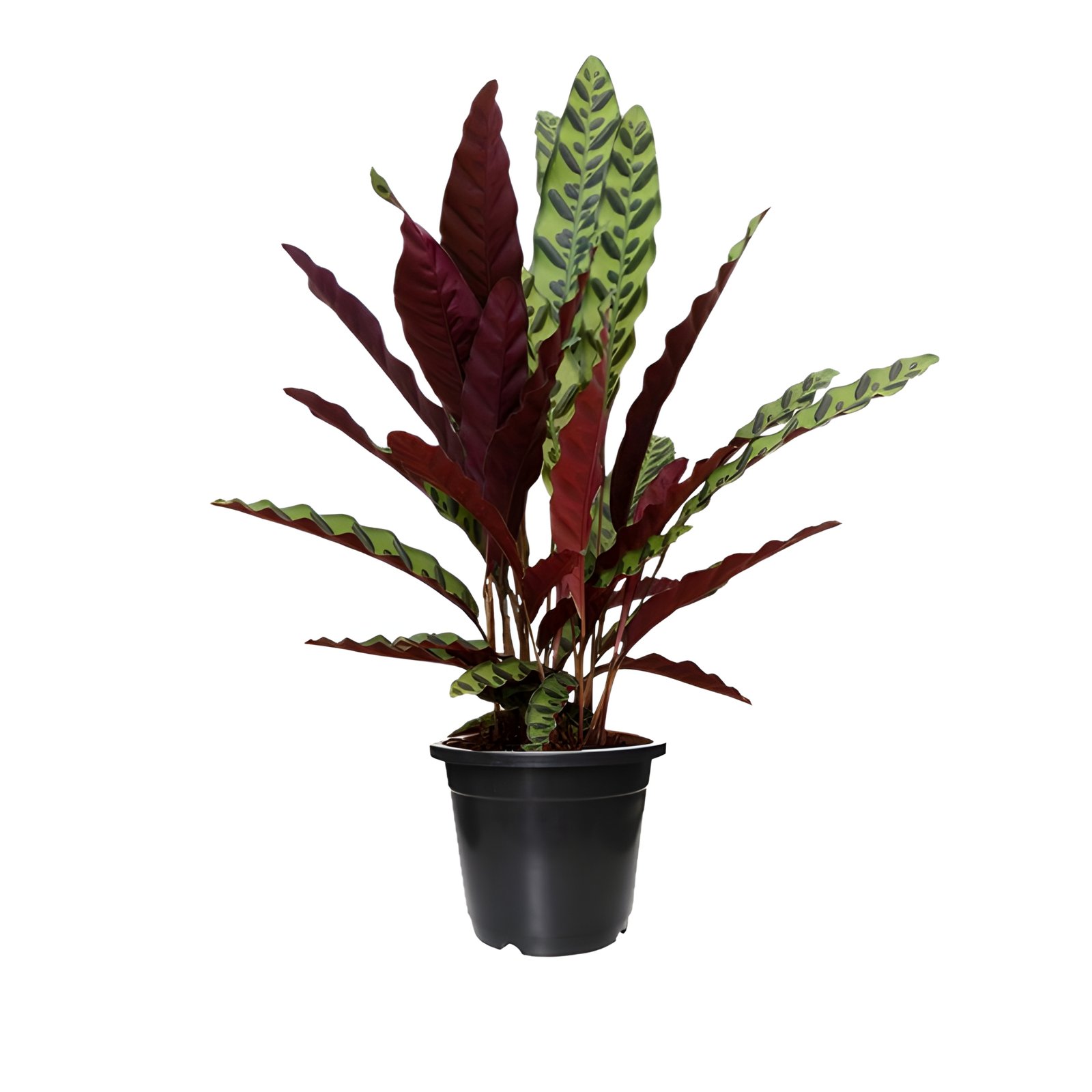 Calathea Insignis Plant