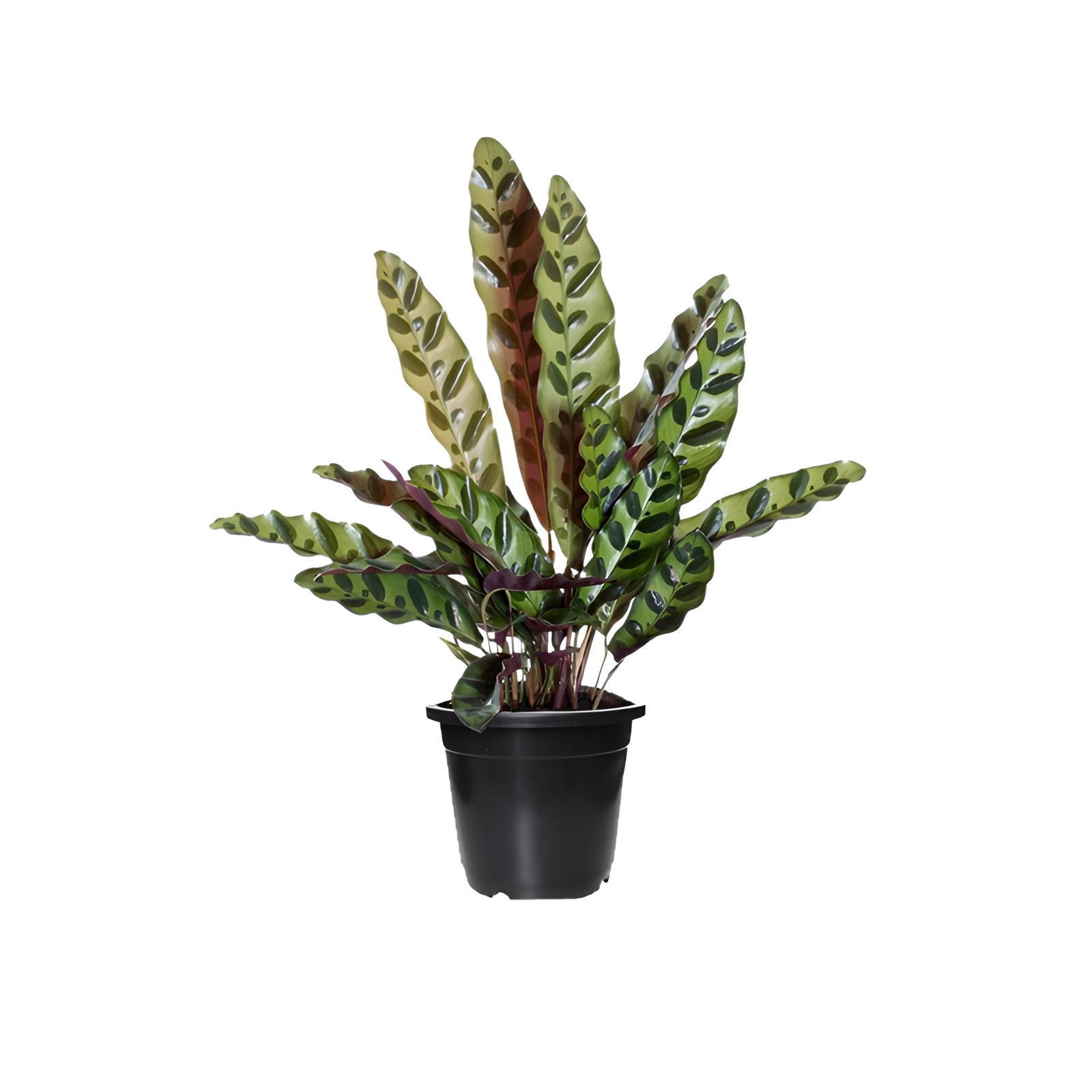 Calathea insignis Plant Pot