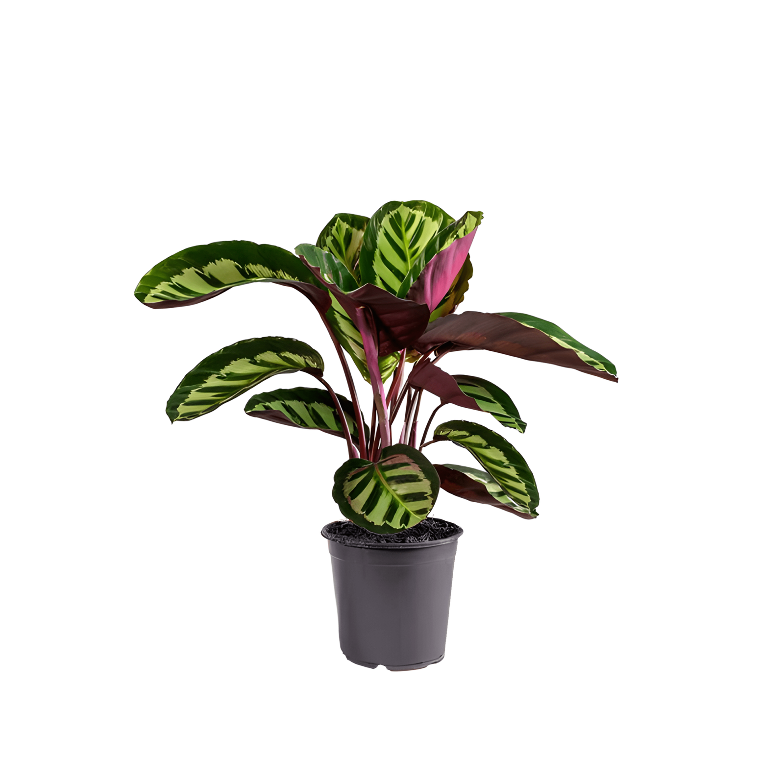 calathea makoyana peacock plant