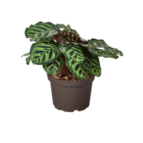 calathea makoyana