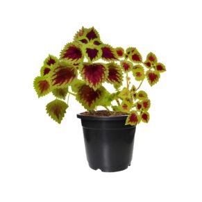 Pink and Green Coleus Plant pot