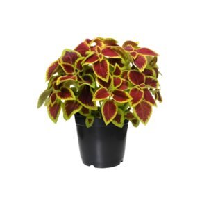 Coleus Plant in black pot