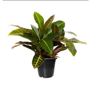 pot of croton plant for indoors