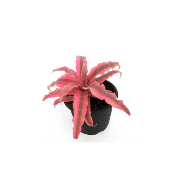 Cryptanthus zonatus