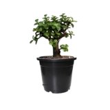 Elephant bush plant in black pot