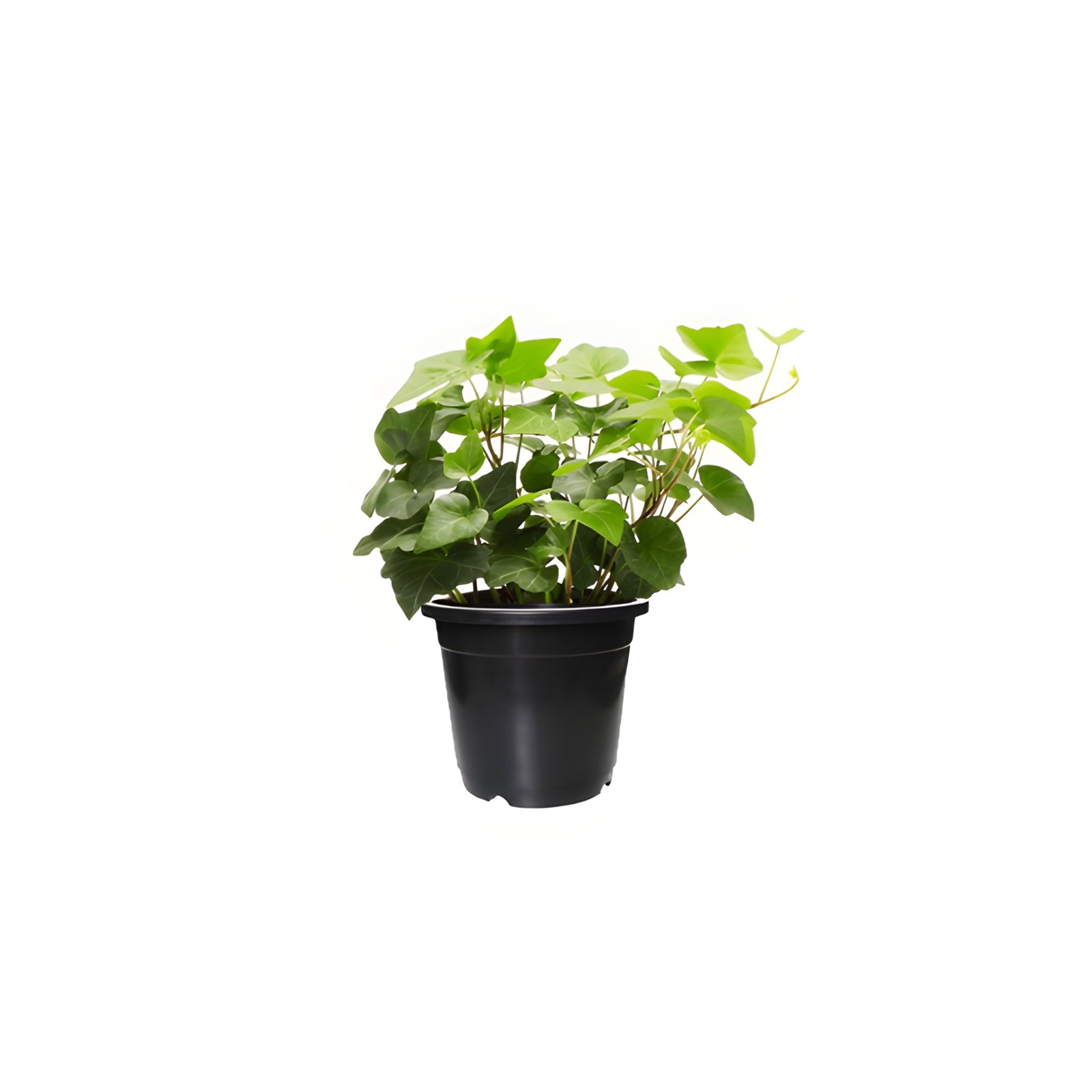 English Ivy Plant Pot