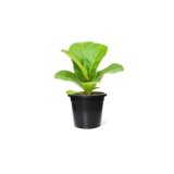 Fiddle Leaf Plant in a Black Pot