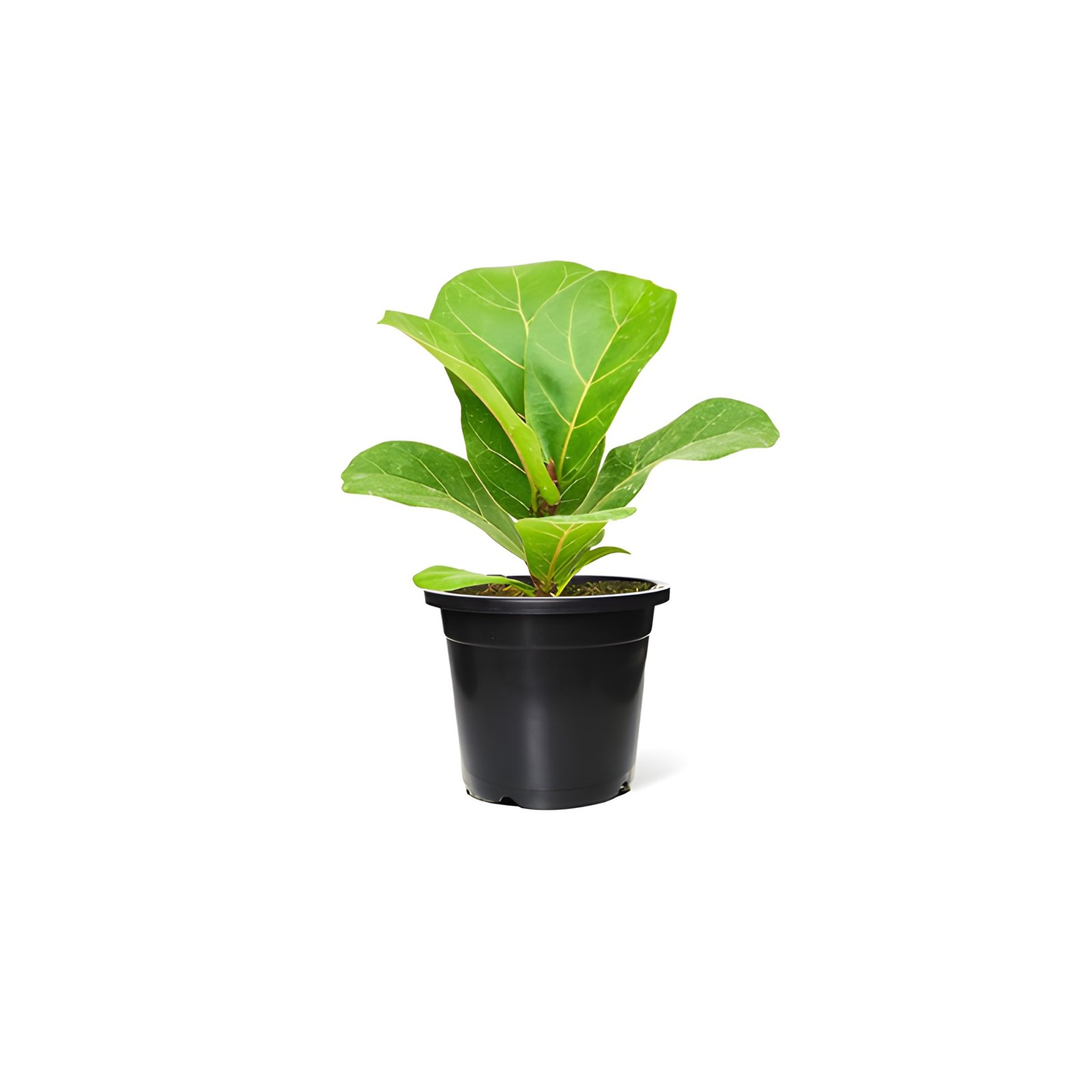 Fiddle Leaf Plant in a Black Pot