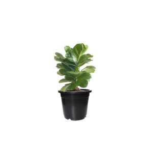 Leafy Fiddle leaf plant in a black pot