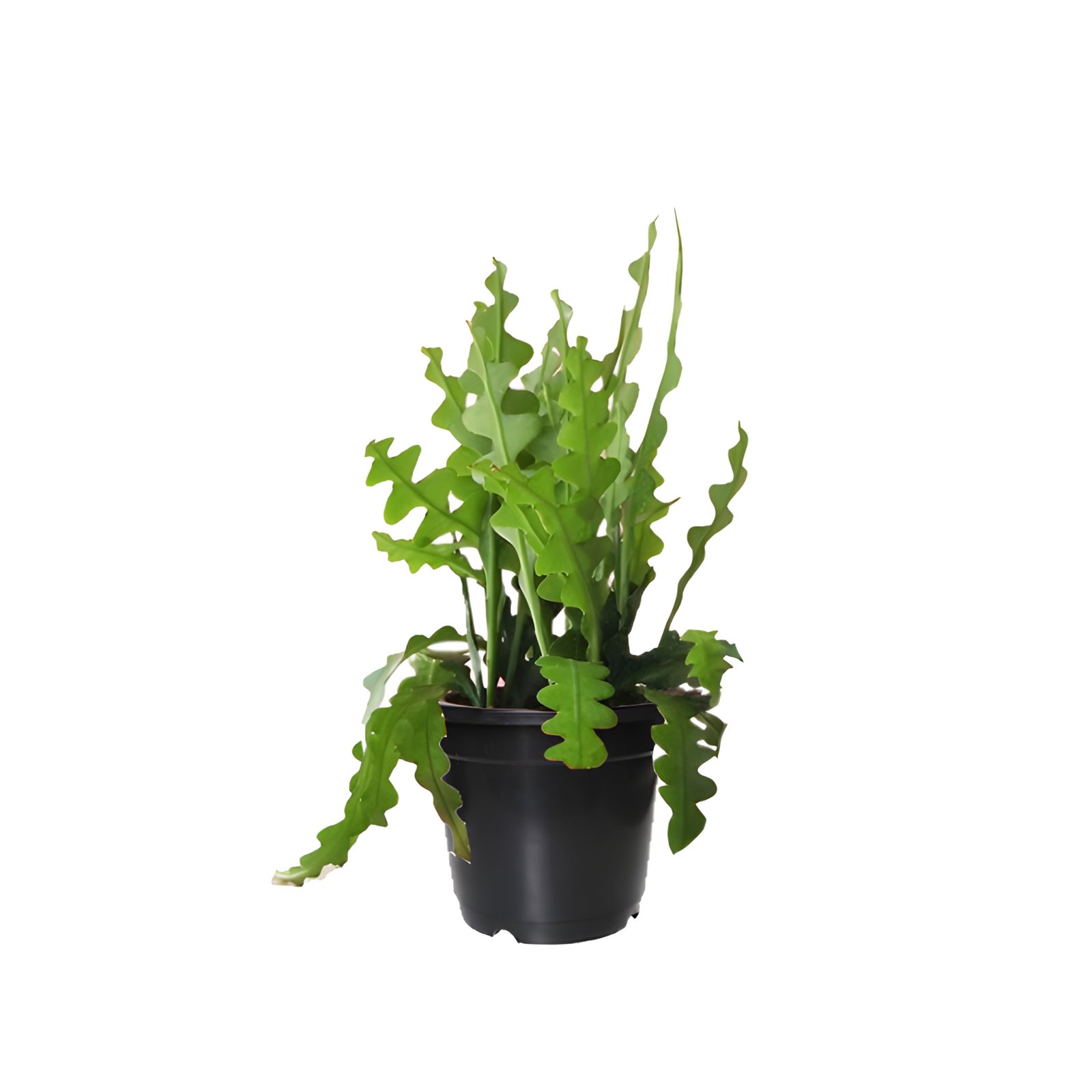 Fish Bone Cactus Plant Pot