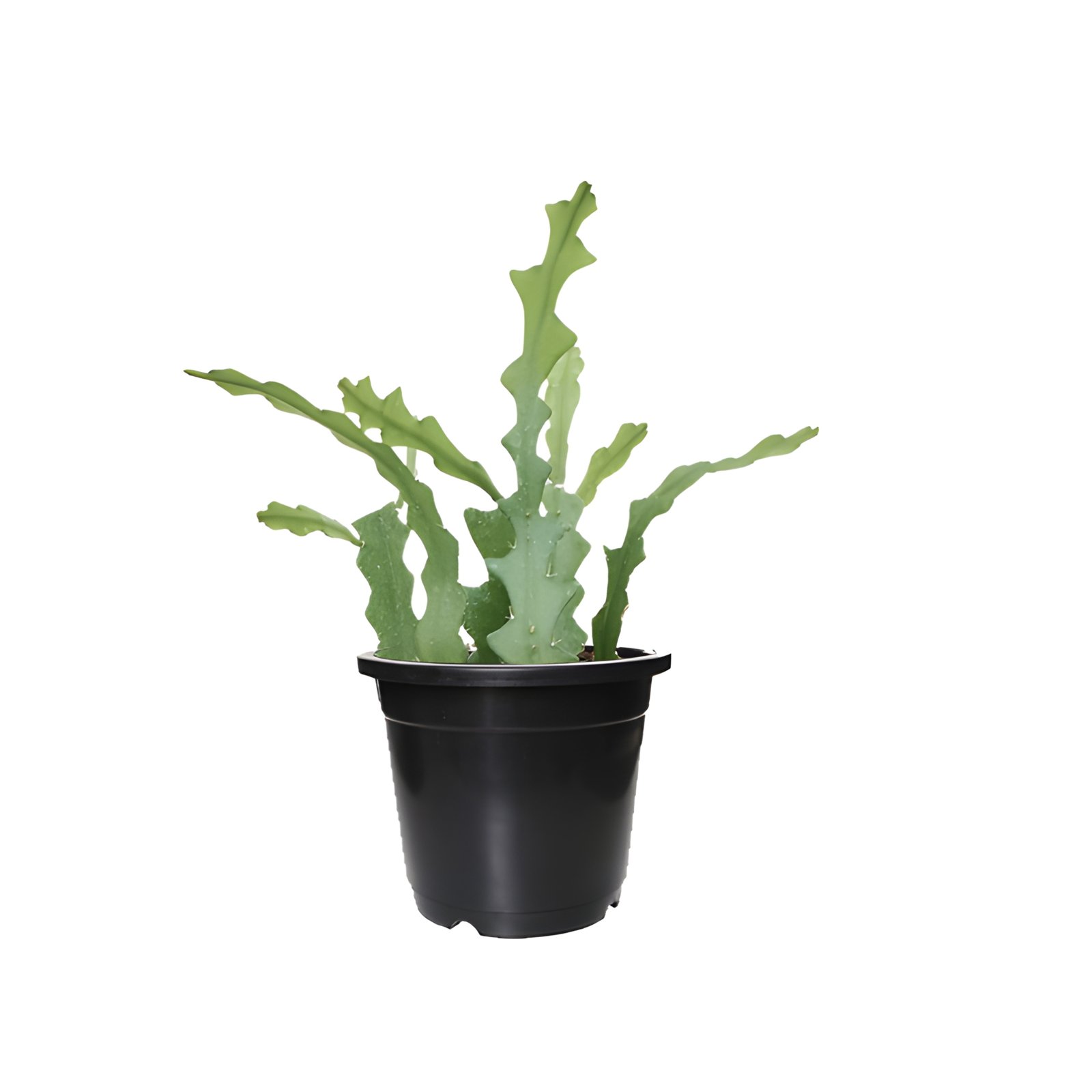 Fish bone cactus Plant