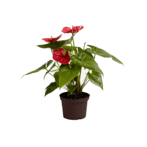 flamingo flower plant