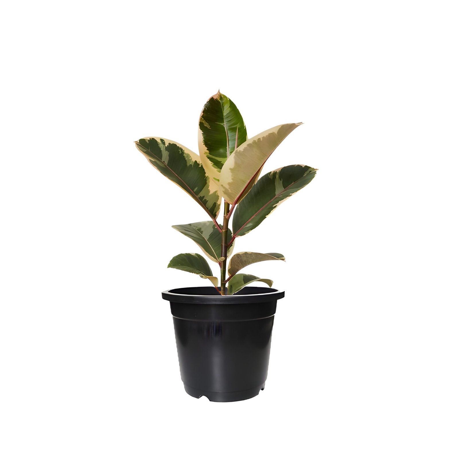 Golden Rubber Plant Pot