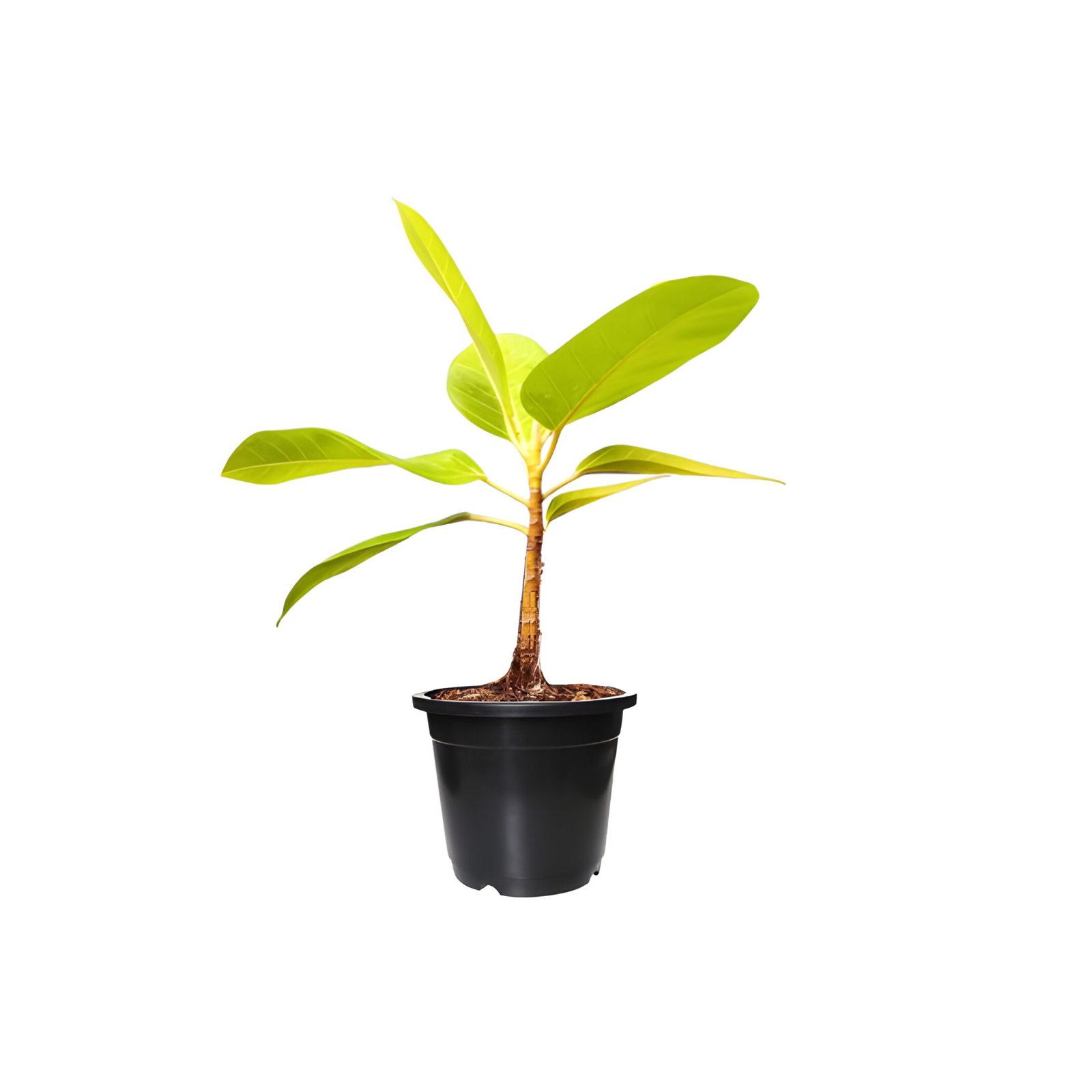 Golden Rubber Plant in Black Pot