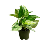 marble queen pothos