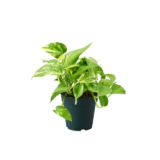 Oxycodium Brasil Striped Pothos