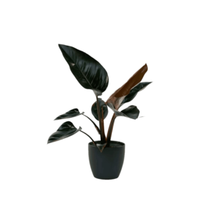 Philodendron Red Plant