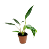 Philodendron Mexicanum