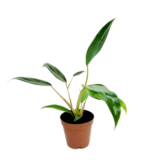 Philodendron Mexicanum