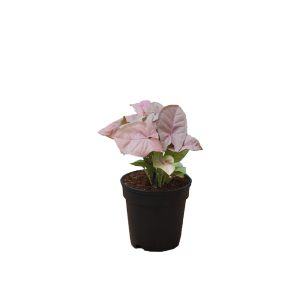 Pink Syngonium Plant