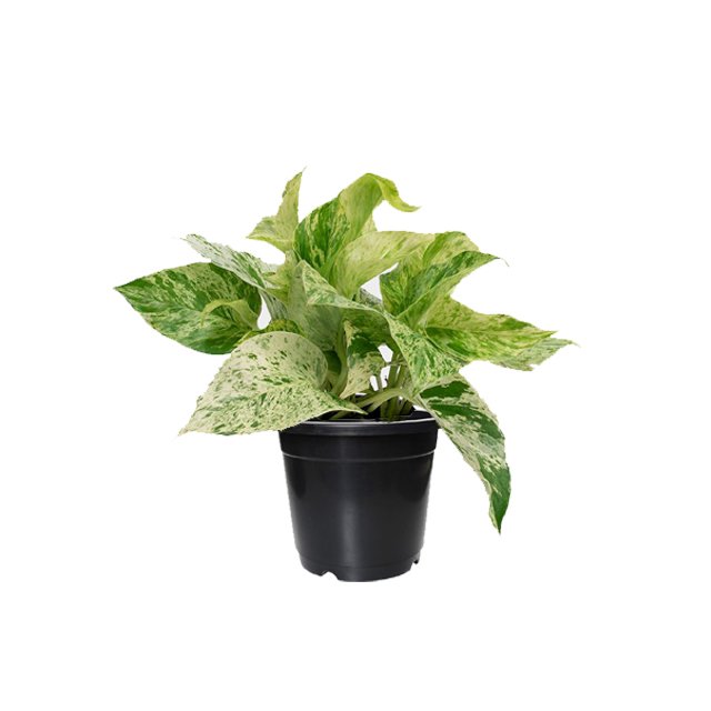 Marble Queen Pothos