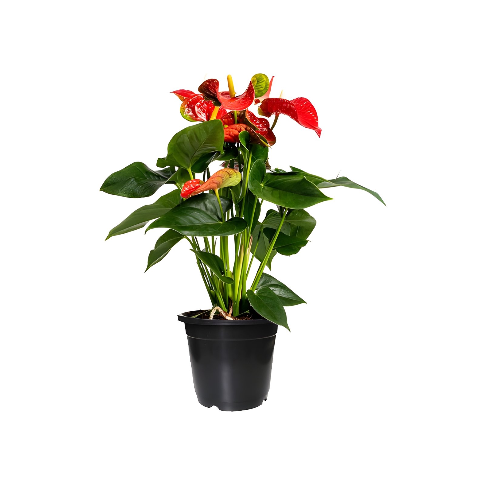 Red Anthurium Plant