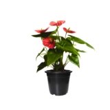 Red Anthurium Plant Pot