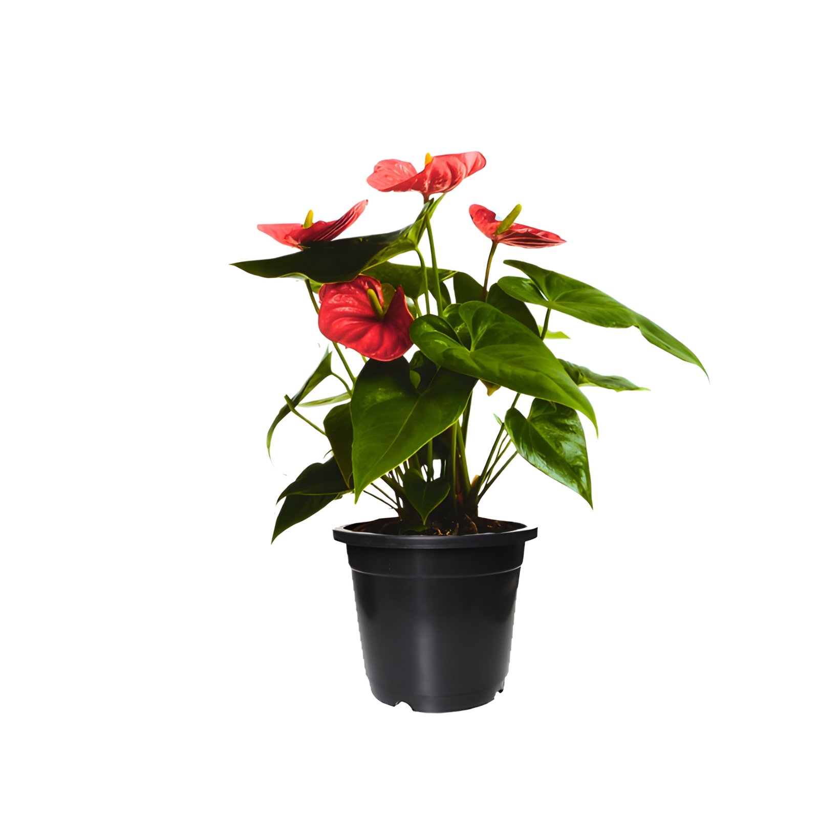 Red Anthurium Plant Pot