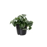 Silver Satin Plant in Black Pot