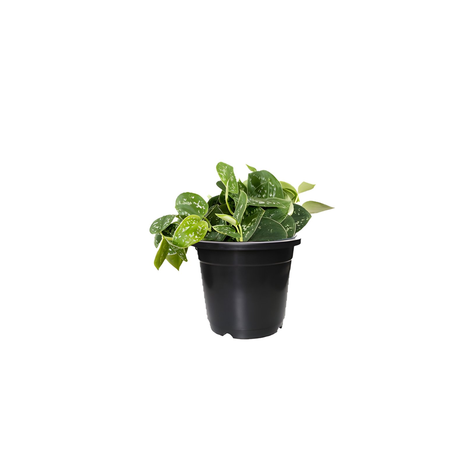 Silver Satin Plant in Pot