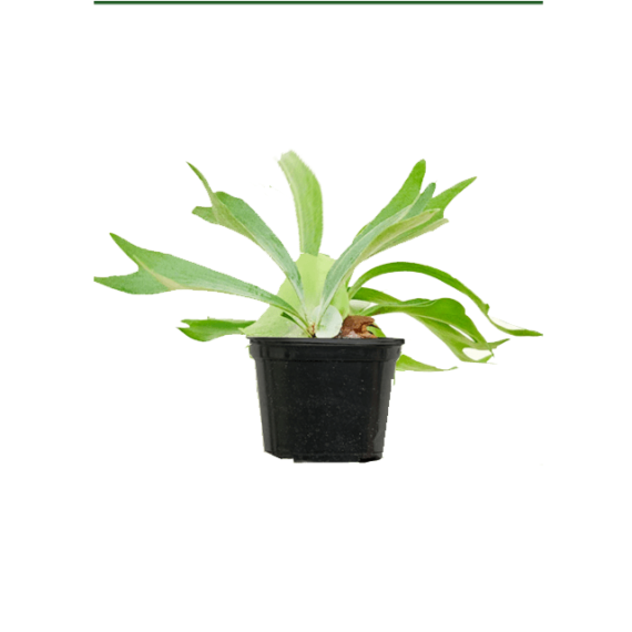 Staghorn Fern (Platycerium bifurcatum)