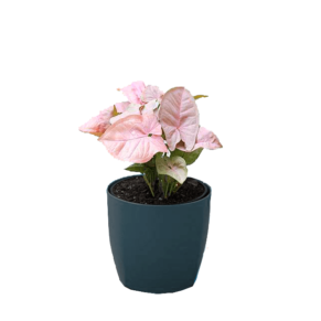 Pink Syngonium Plant