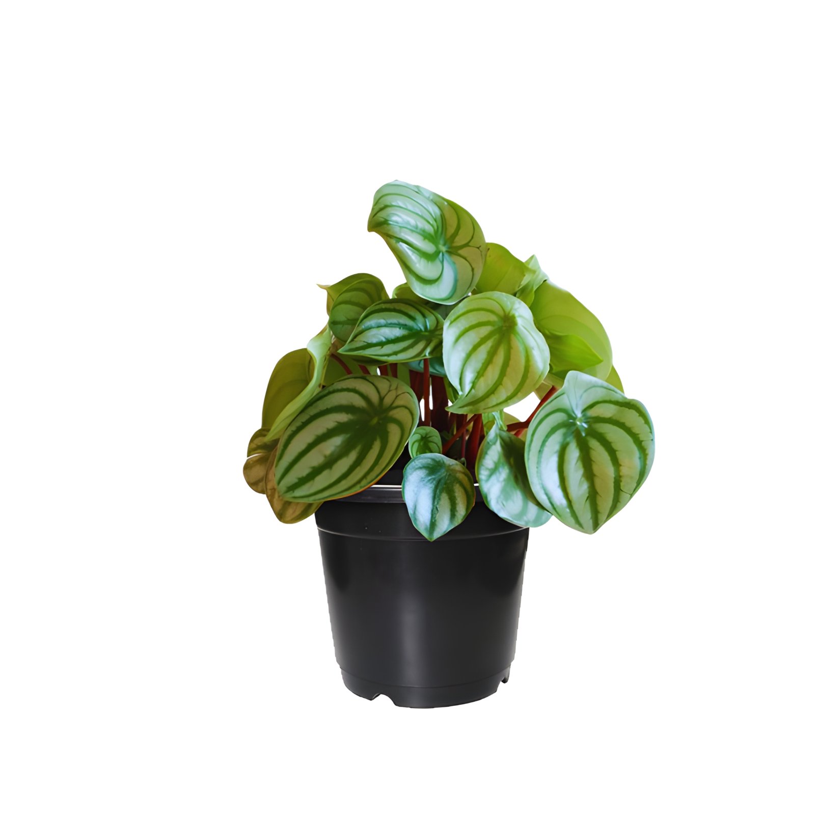 Watermelon Peperomia Plant Pot in Black Colour