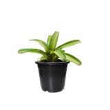 White Stripped Bromeliad Black pot